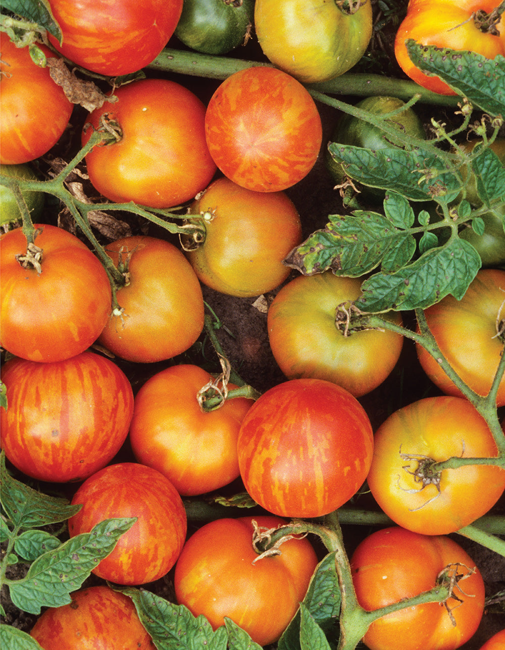 You Bet Your Garden Guide to Growing Great Tomatoes, Second Edition