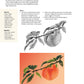 Jackie Shaw's Learn to Paint Fruits & Vegetables