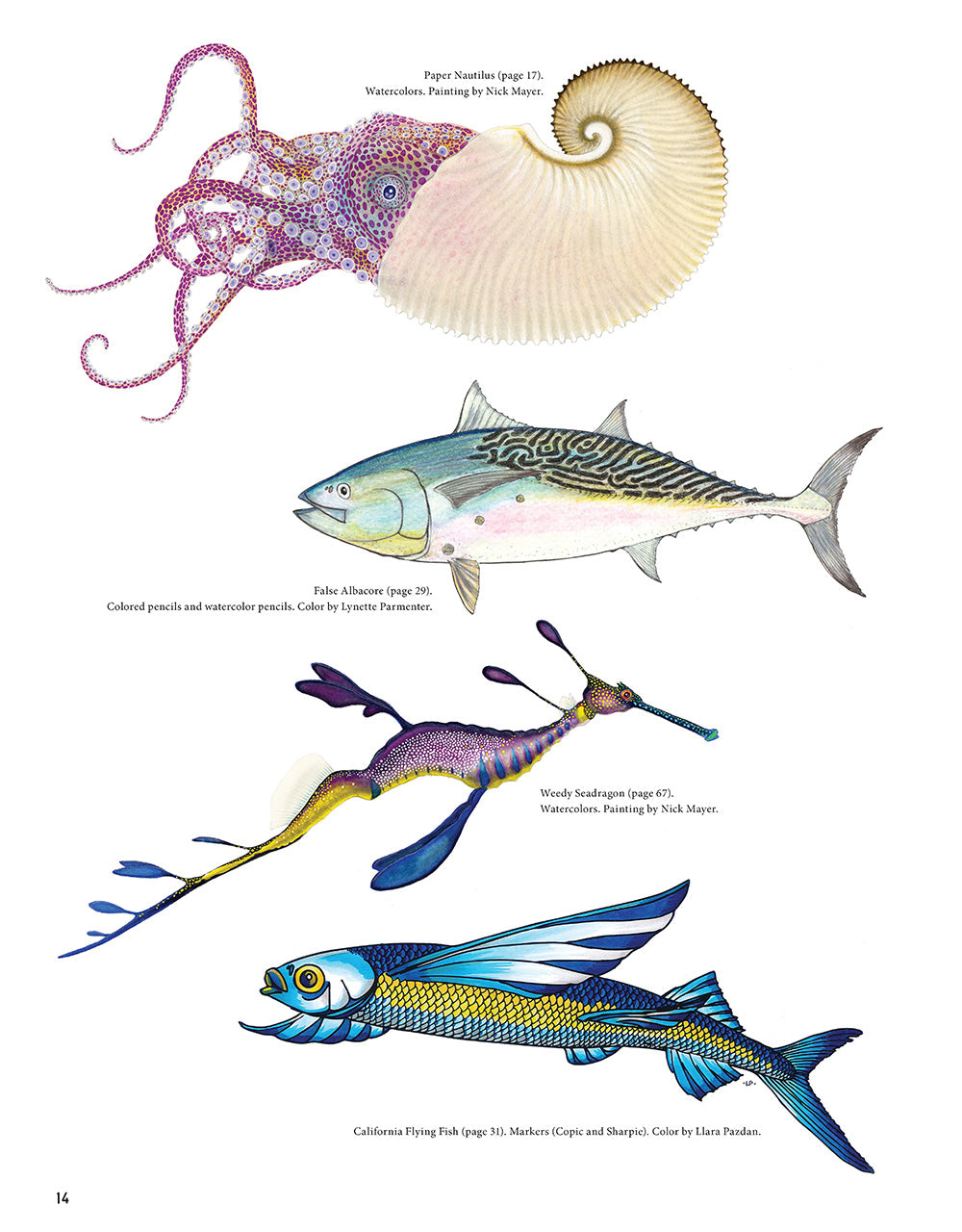 Wild Oceans Coloring Book