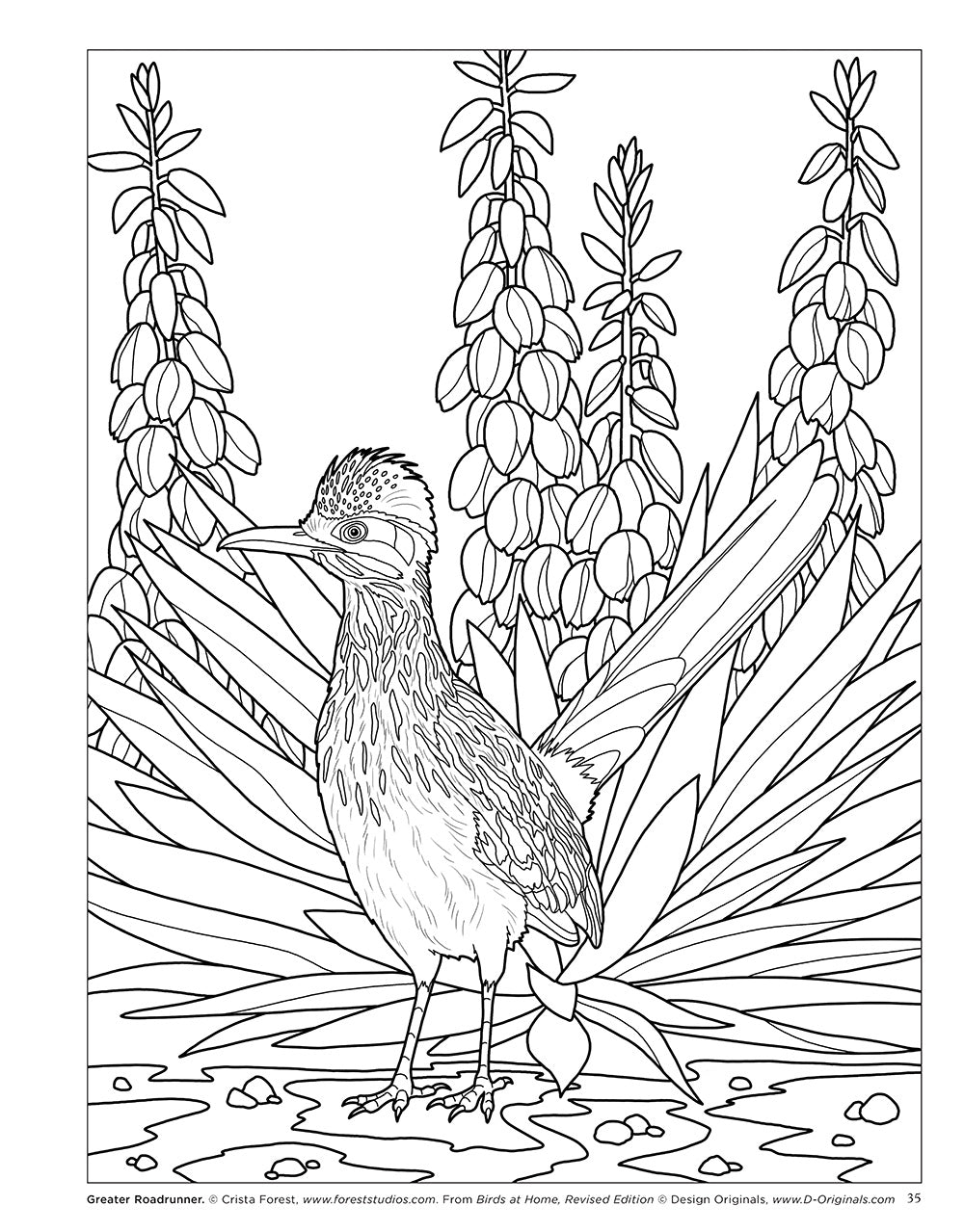 Birds at Home Coloring Book (Revised Edition)