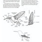 Carving North American Hummingbirds & Their Habitat