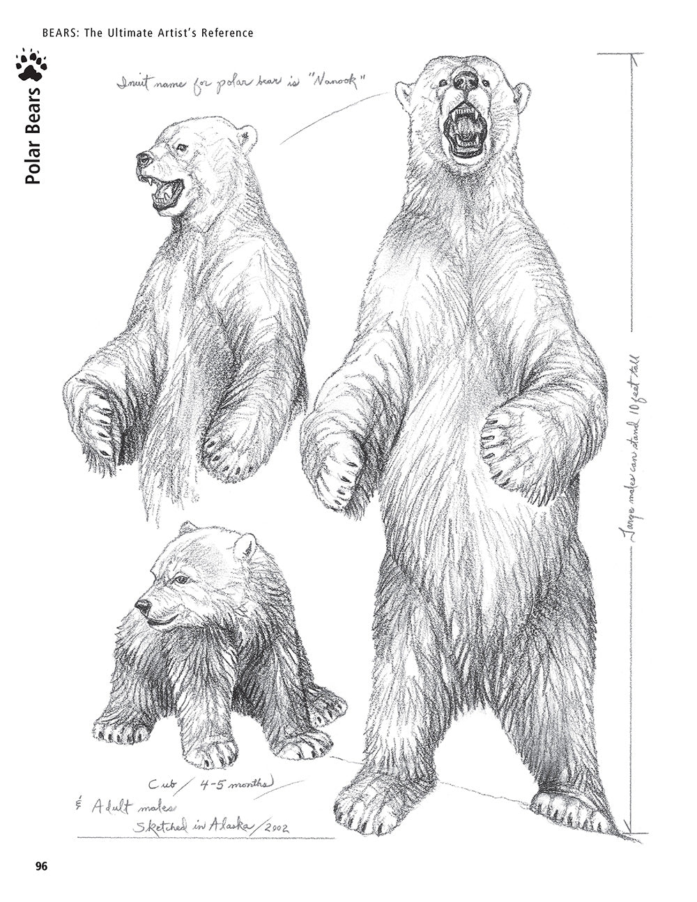 Bear: The Ultimate Artist's Reference