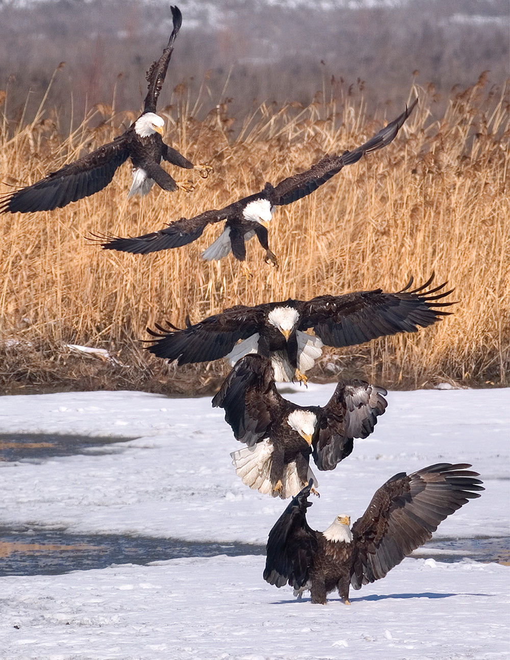 Illustrated Bald Eagle