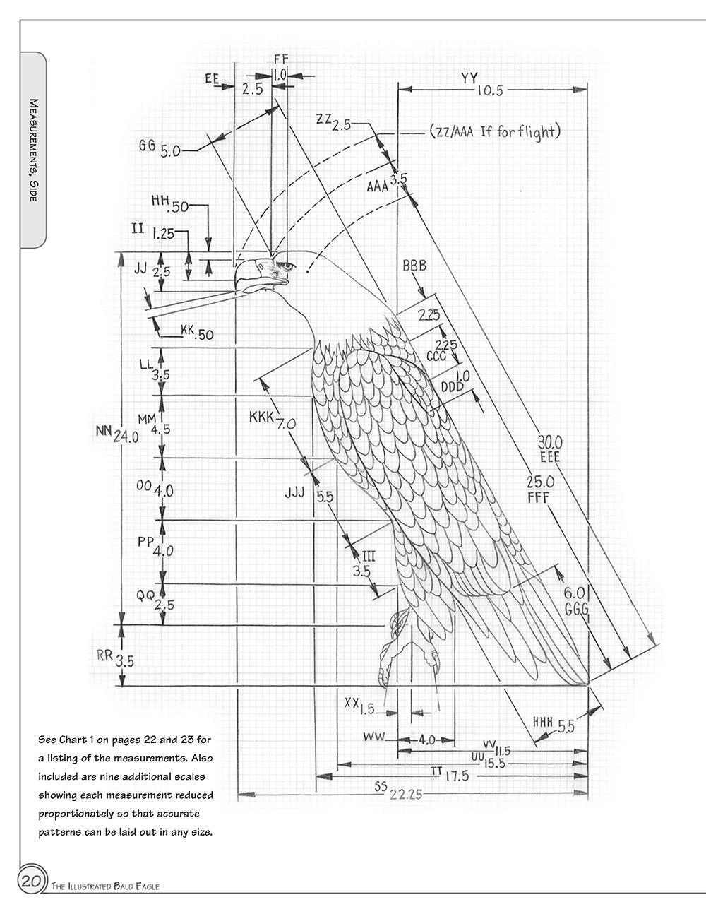 Illustrated Bald Eagle