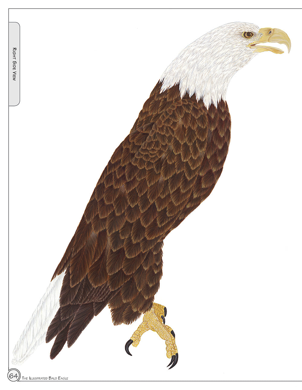 Illustrated Bald Eagle