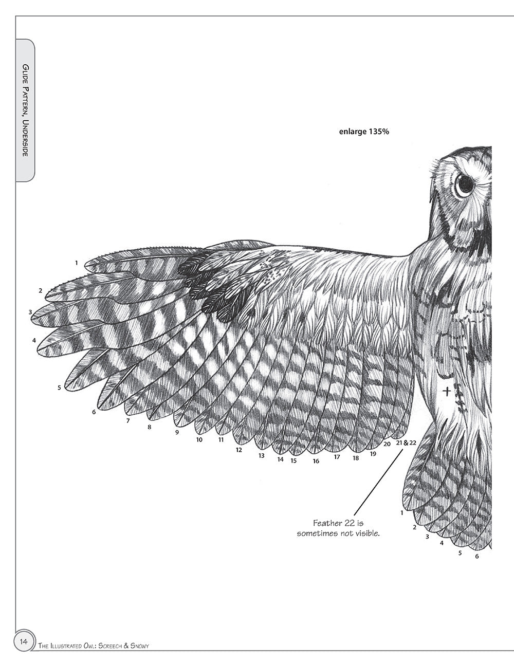 Illustrated Owl: Screech & Snowy