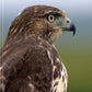 Illustrated Birds of Prey: Red-Tailed Hawk, American Kestral, & Peregrine Falcon