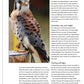 Illustrated Birds of Prey: Red-Tailed Hawk, American Kestral, & Peregrine Falcon