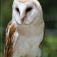 Illustrated Owl: Barn, Barred & Great Horned