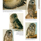 Illustrated Owl: Barn, Barred & Great Horned