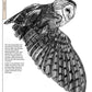 Illustrated Owl: Barn, Barred & Great Horned