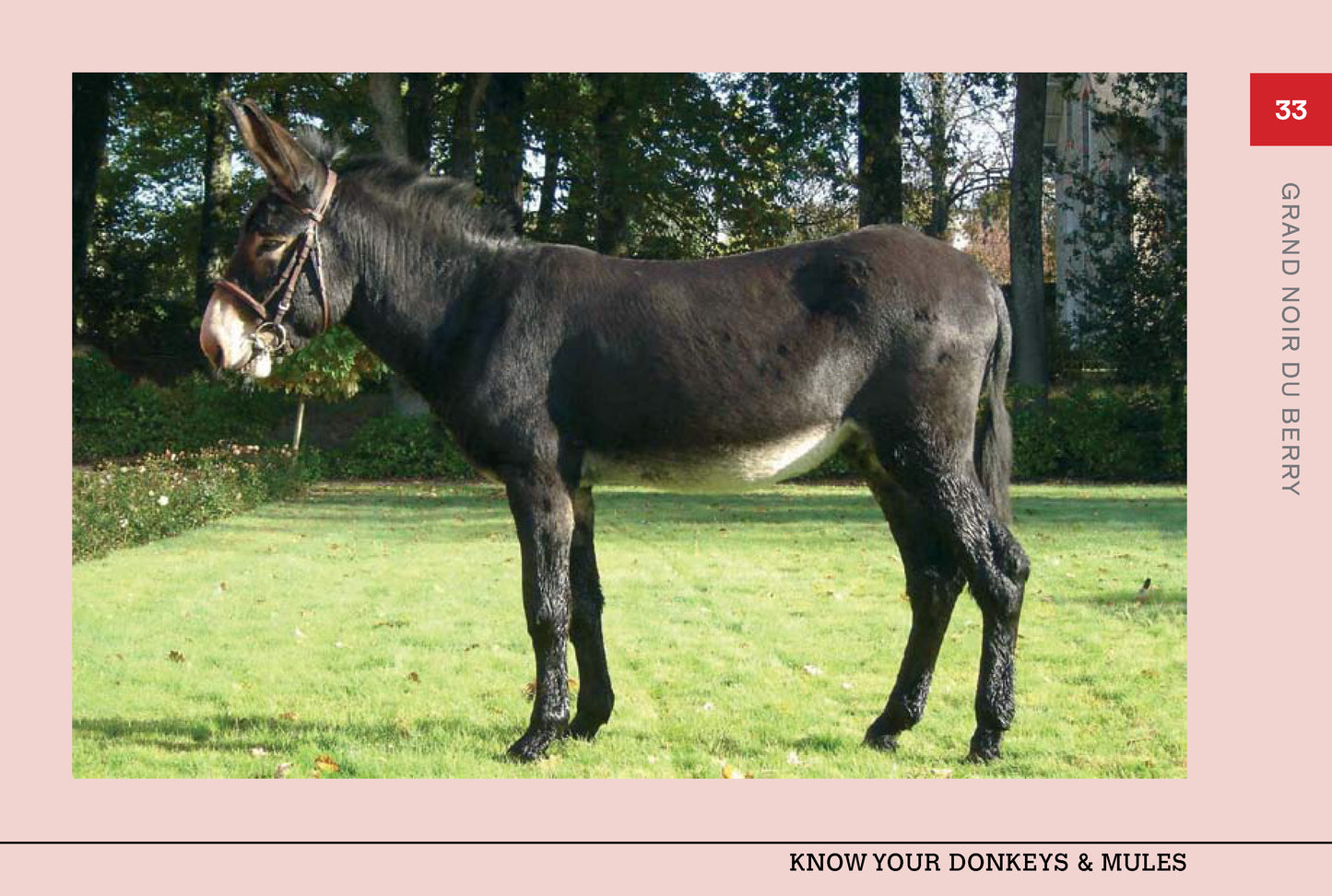 Know Your Donkeys & Mules