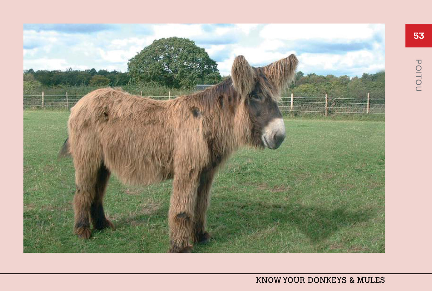 Know Your Donkeys & Mules