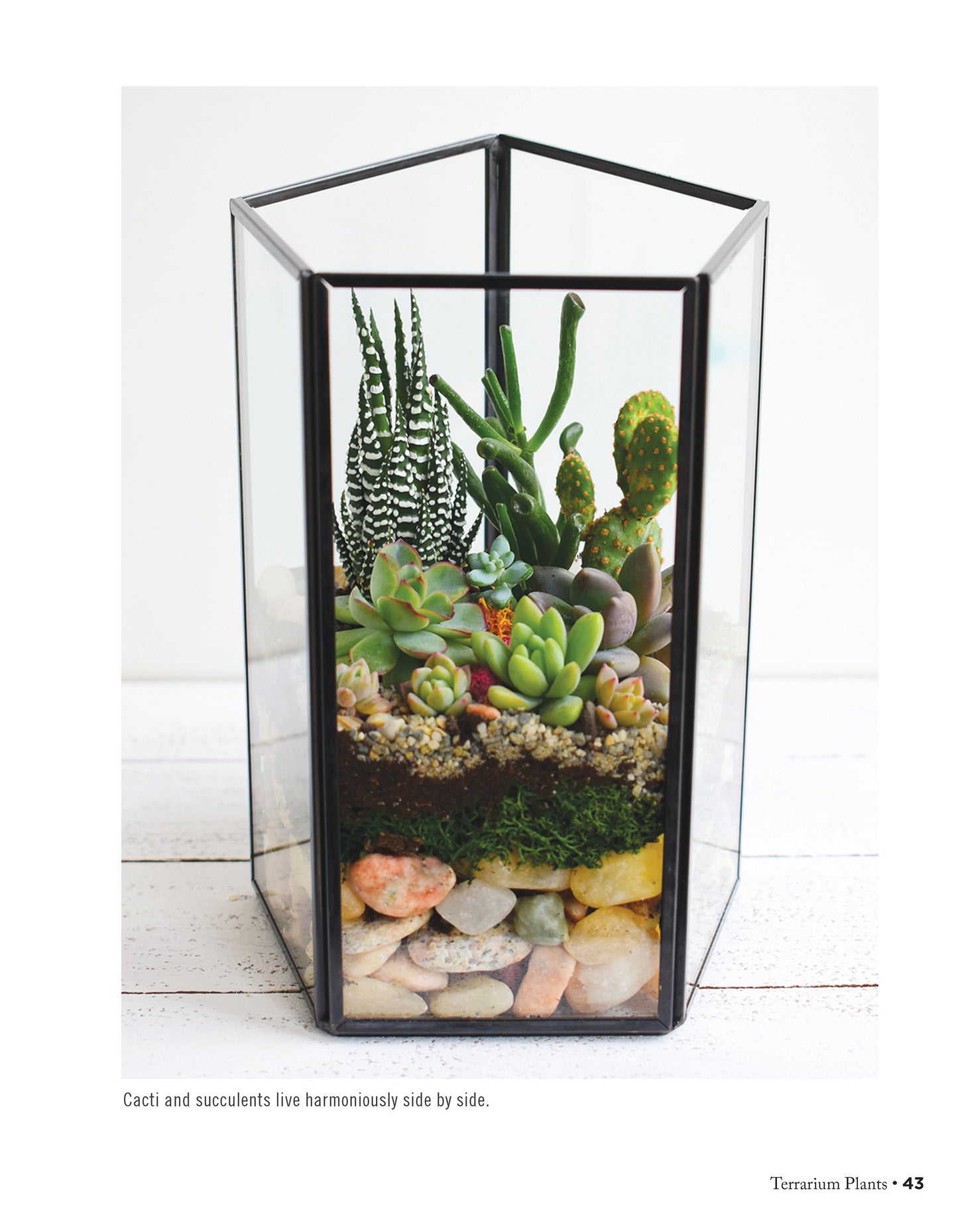 Creative Terrariums