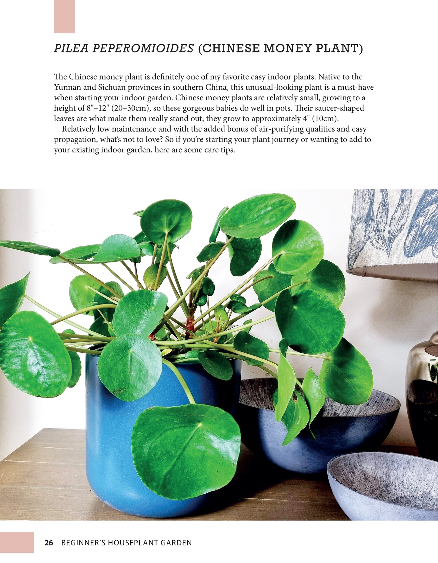 Beginner's Houseplant Garden