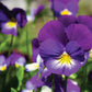 Annuals, Perennials, and Bulbs