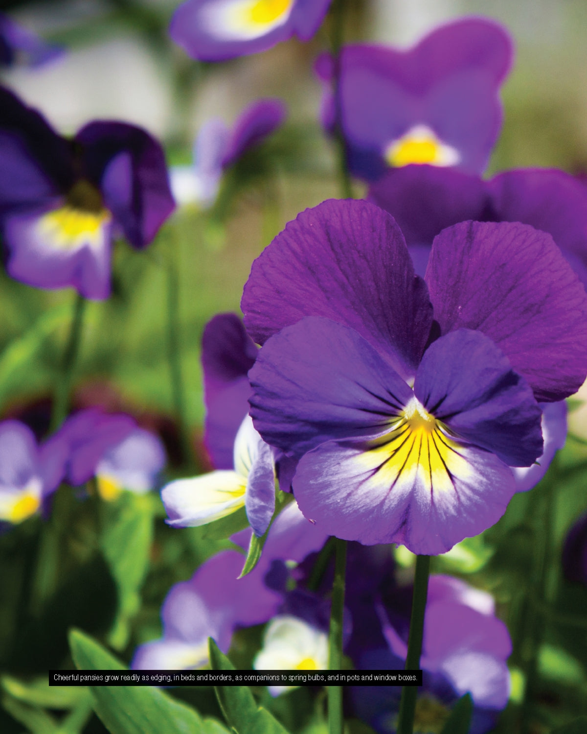 Annuals, Perennials, and Bulbs