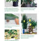 Pocket Guide to Houseplants