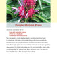 Pocket Guide to Houseplants