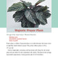 Pocket Guide to Houseplants