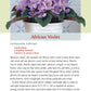 Pocket Guide to Houseplants