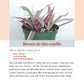 Pocket Guide to Houseplants