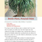 Pocket Guide to Houseplants