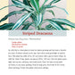 Pocket Guide to Houseplants