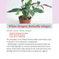 Pocket Guide to Houseplants