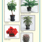 Pocket Guide to Houseplants