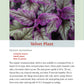 Pocket Guide to Houseplants