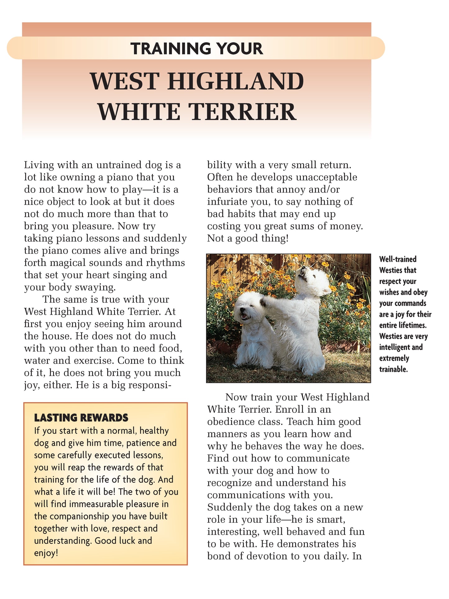 West Highland White Terrier