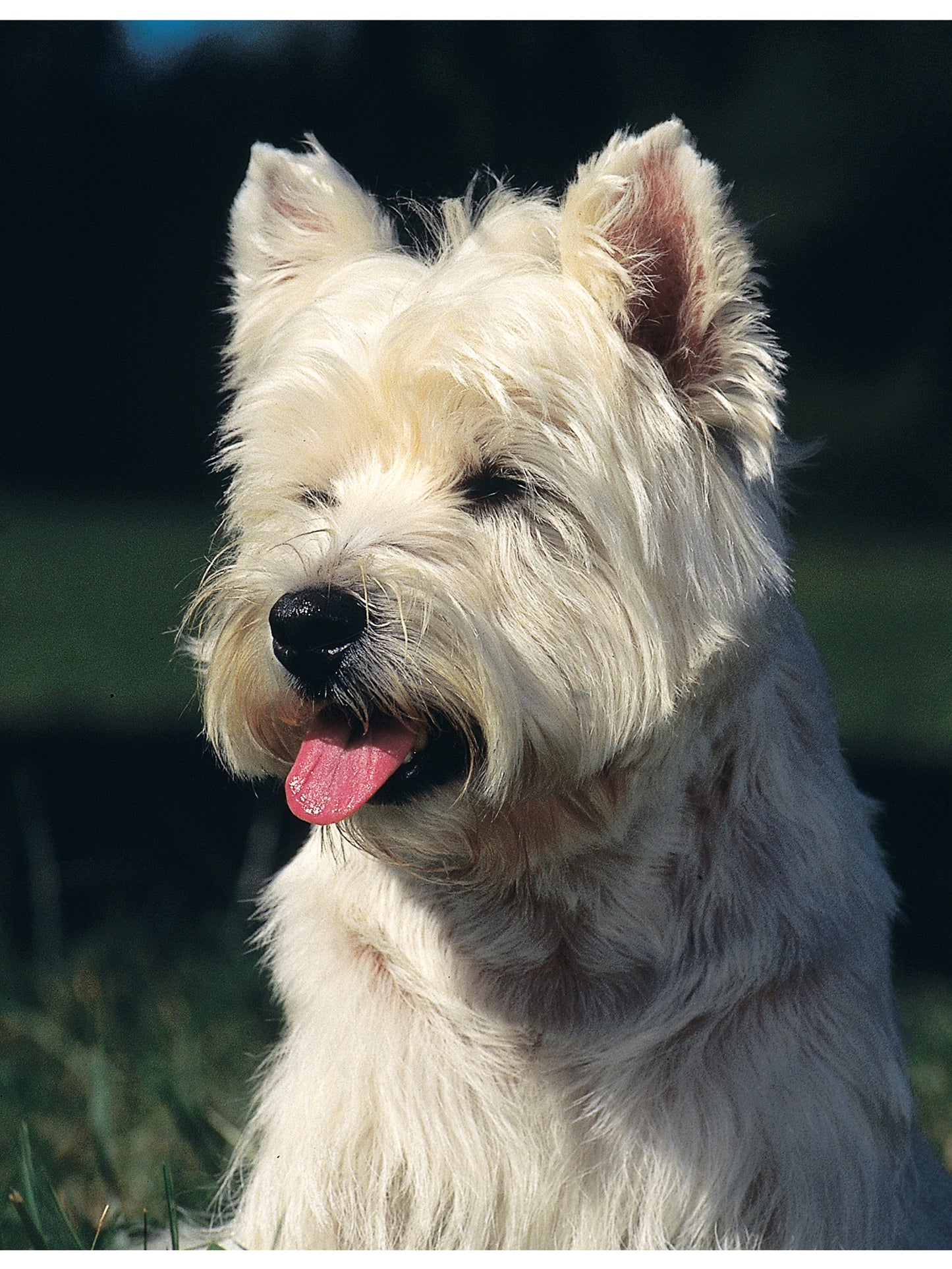 West Highland White Terrier