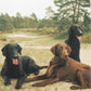 Flat-Coated Retriever