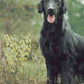 Flat-Coated Retriever