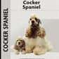 Cocker Spaniel