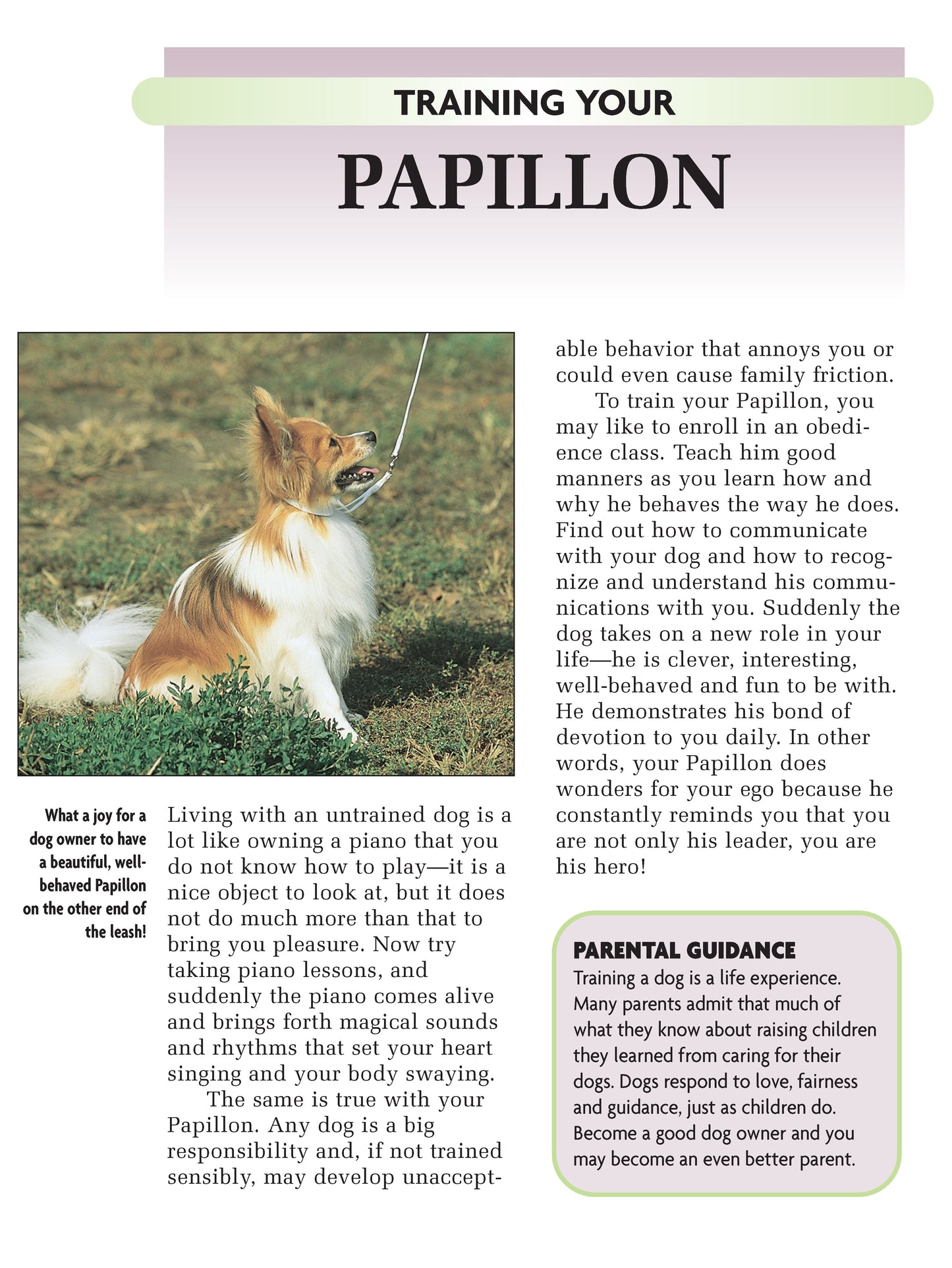 Papillon