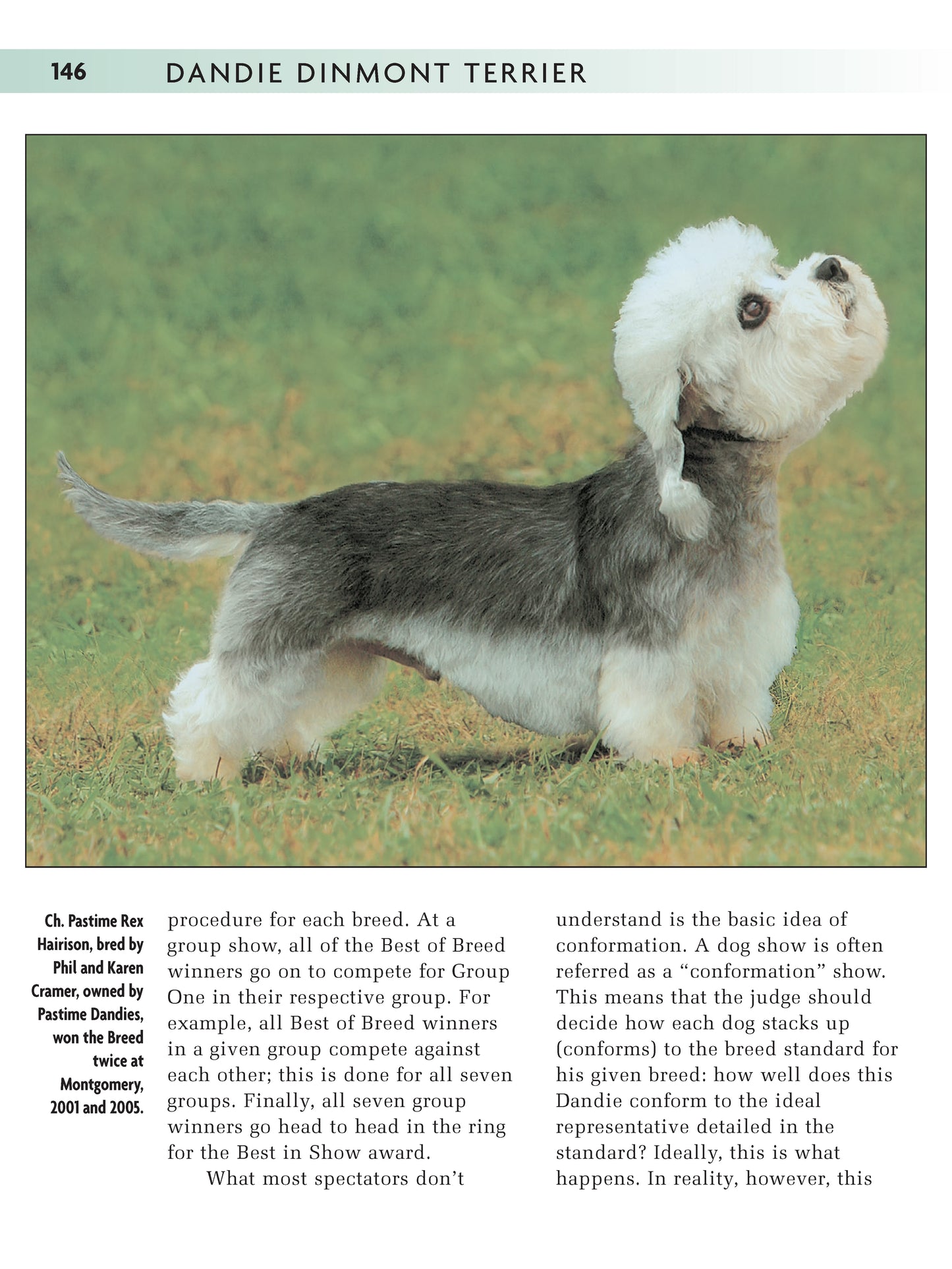 Dandie Dinmont Terrier