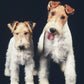 Fox Terrier