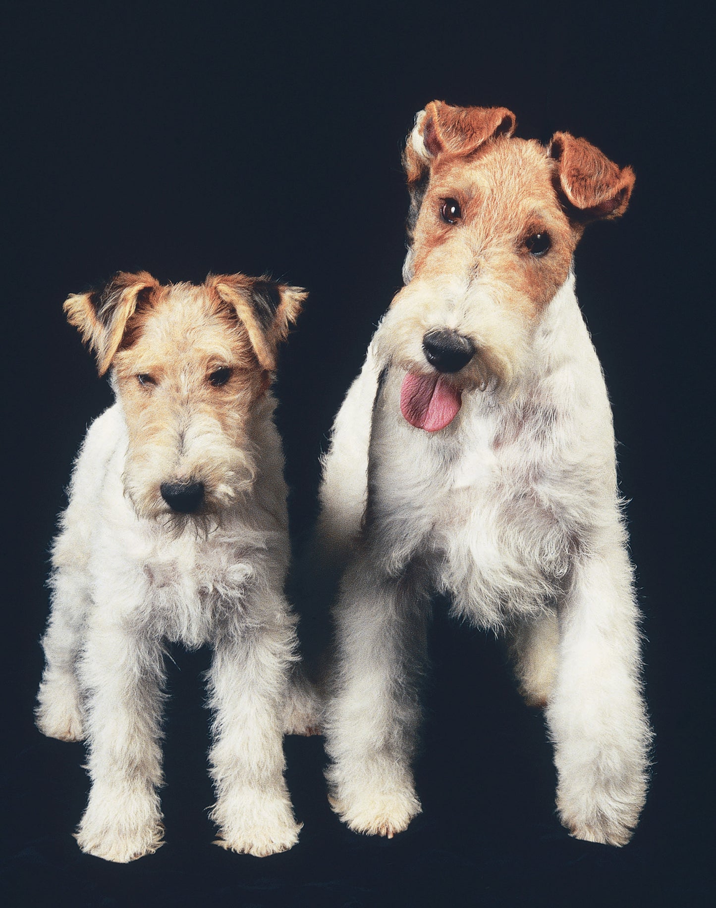 Fox Terrier