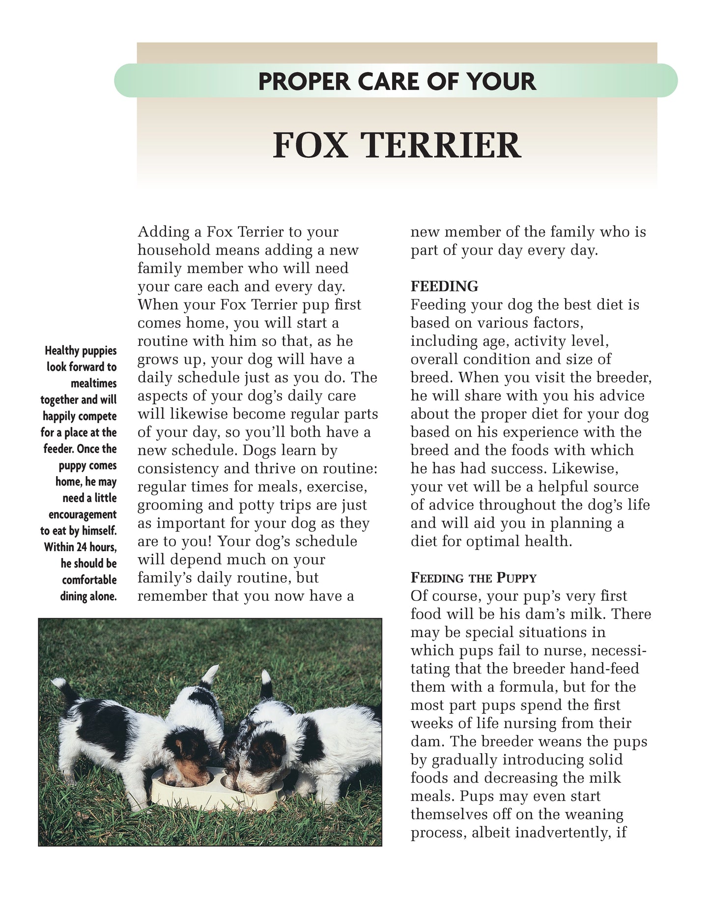 Fox Terrier