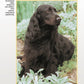 Field Spaniel