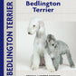 Bedlington Terrier