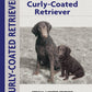 Curly-coated Retriever