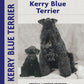 Kerry Blue Terrier