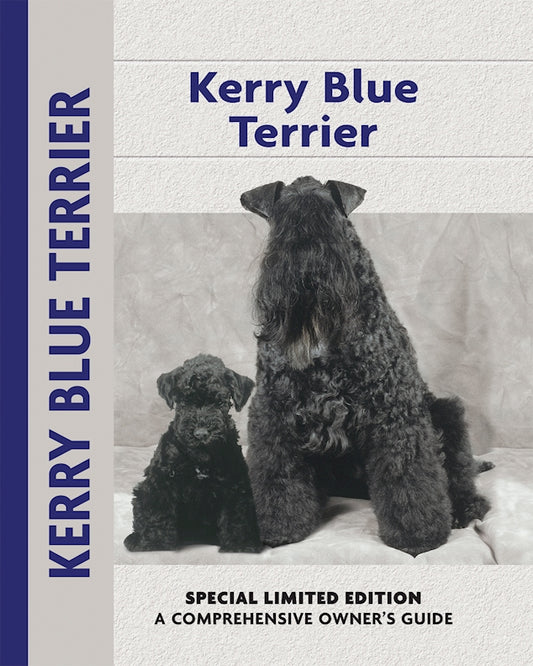 Kerry Blue Terrier