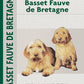 Basset Fauve De Bretagne