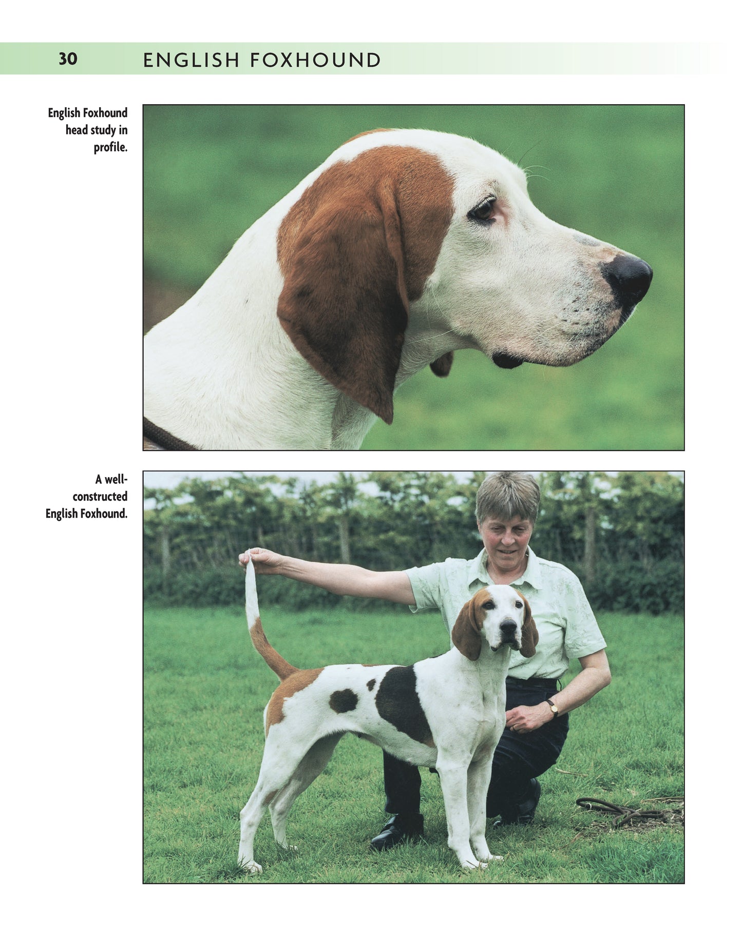 English Foxhound