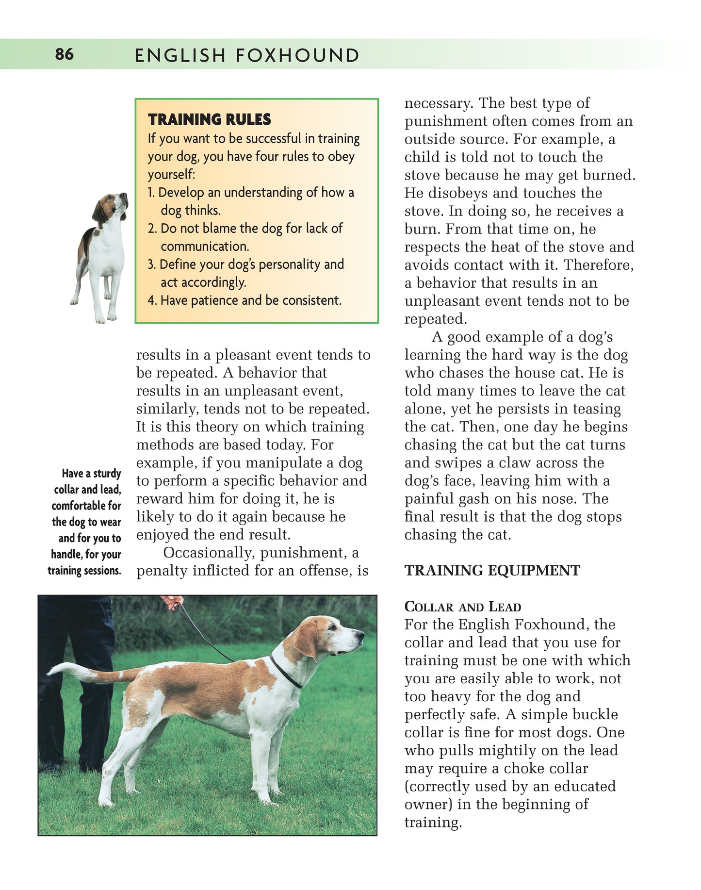 English Foxhound