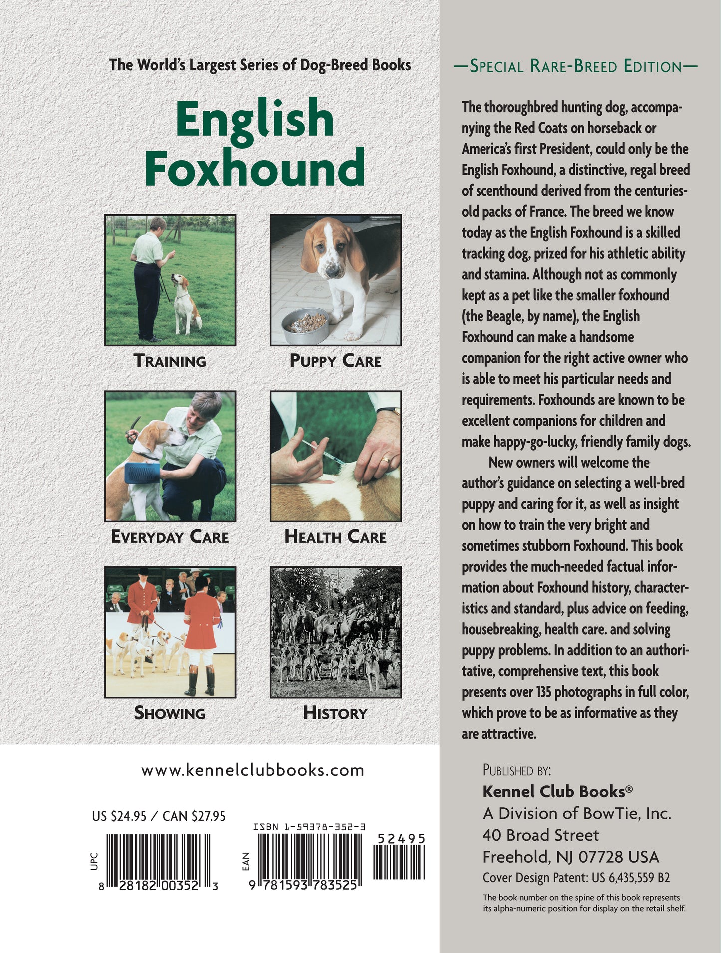 English Foxhound